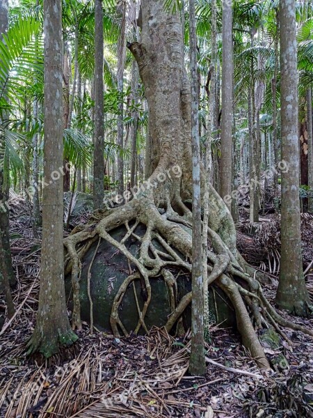 Strangler Fig Trunk Roots Tree Buttress