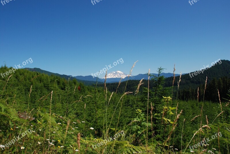 Mountain Hill Flora Mountain Flora Snow