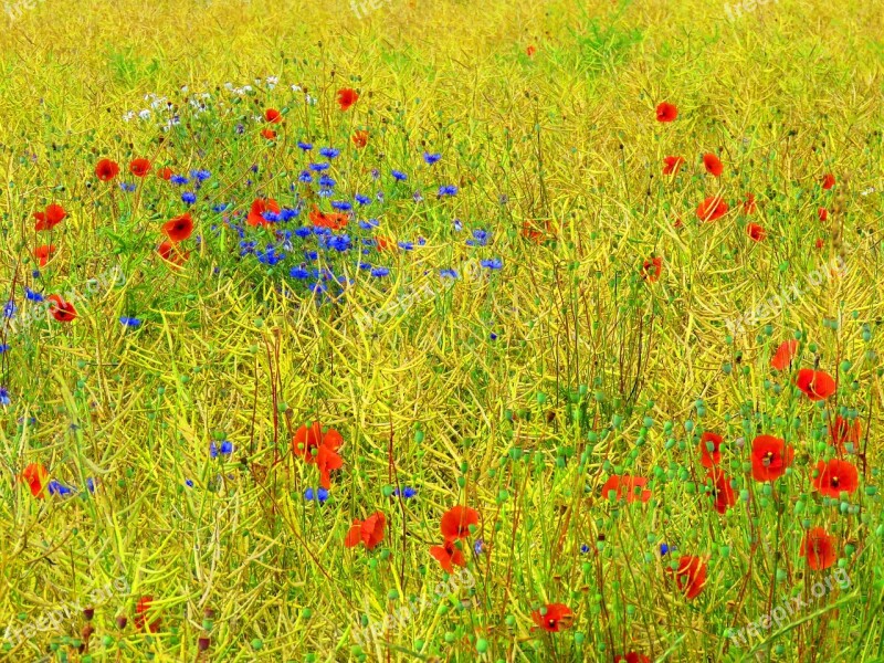 Wildflowers Flower Meadow Poppy Cornflowers Red