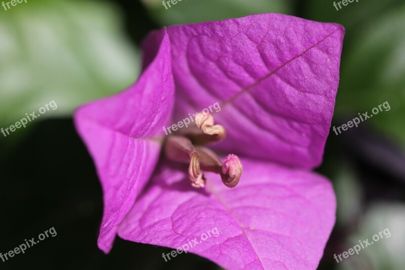 Bougainvillea Flowers Patios De Córdoba Free Photos