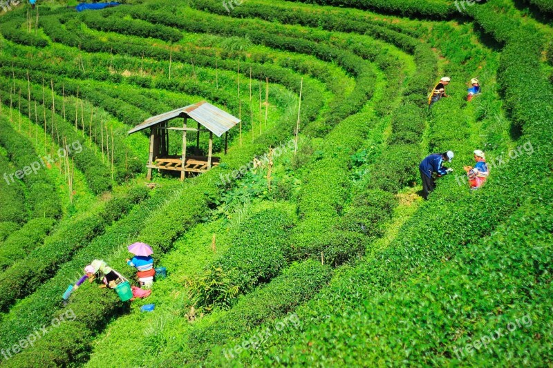 Tea Plantations Garden Nature Chiang Mai Thailand Autumn Leaves