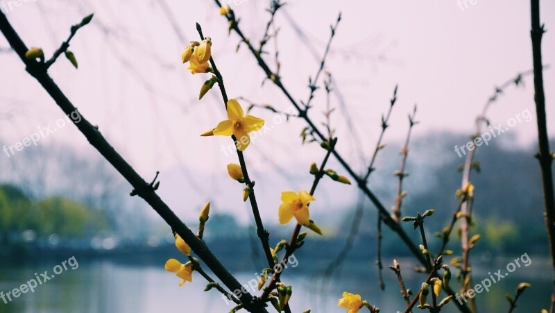 West Lake The Scenery Flower Robinia Pseudoacacia Flowering