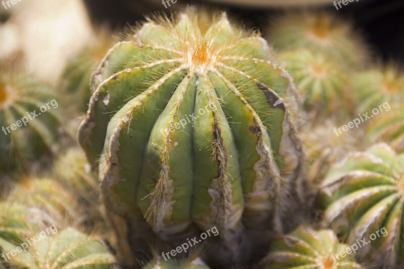 Cactus Plant Cacti Garden Succulent