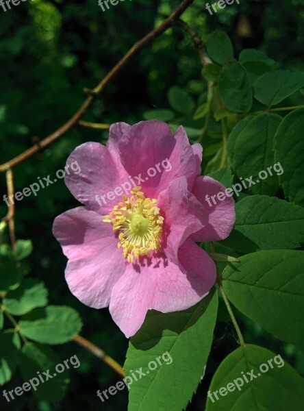 Wild Rose Rose Flower Wildflower Botany