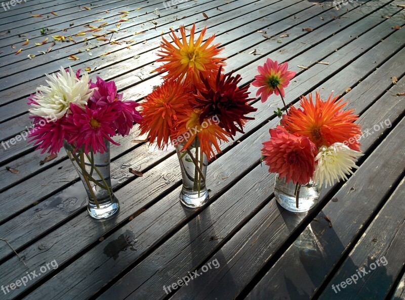 Flowers Dahlias Vases Garden Pink