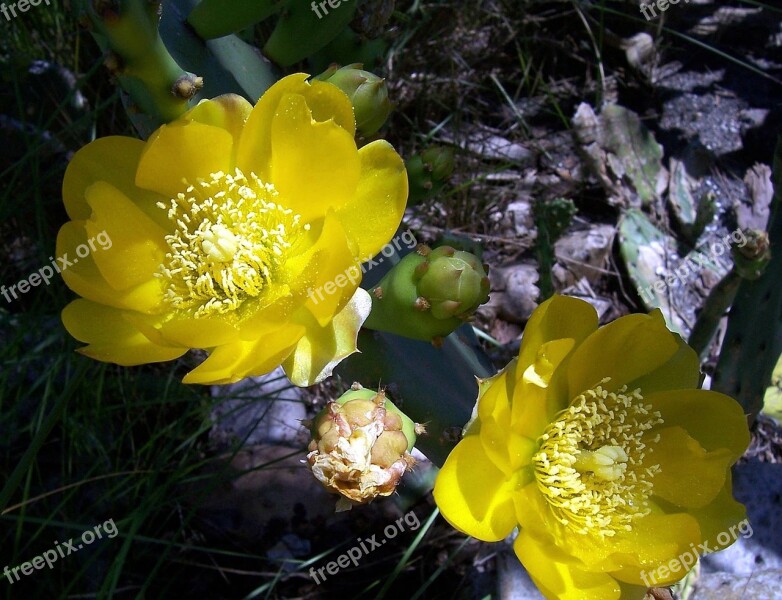 Cactus Flower Yellow Nature Floral