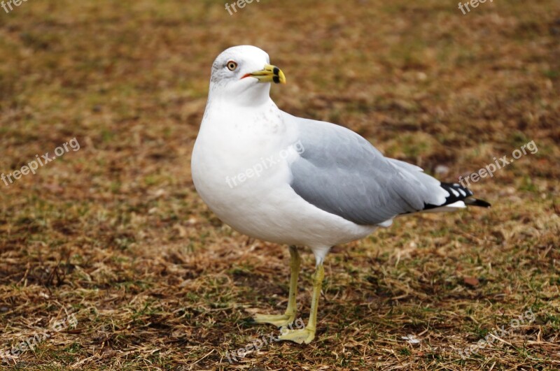 Seagull Bird Close Up Meadow Birds