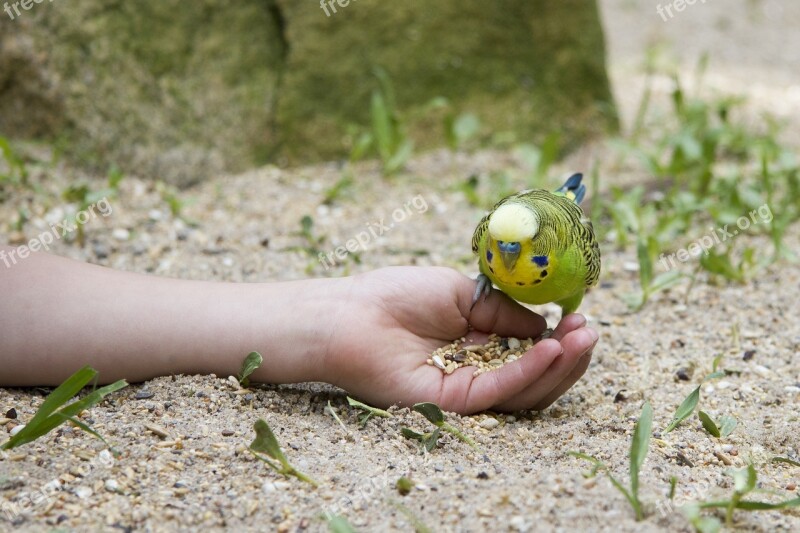 Budgie Bird Hand Green Bird Pets