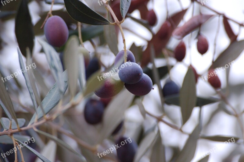 Puglia Olives Harvesting Olives Free Photos