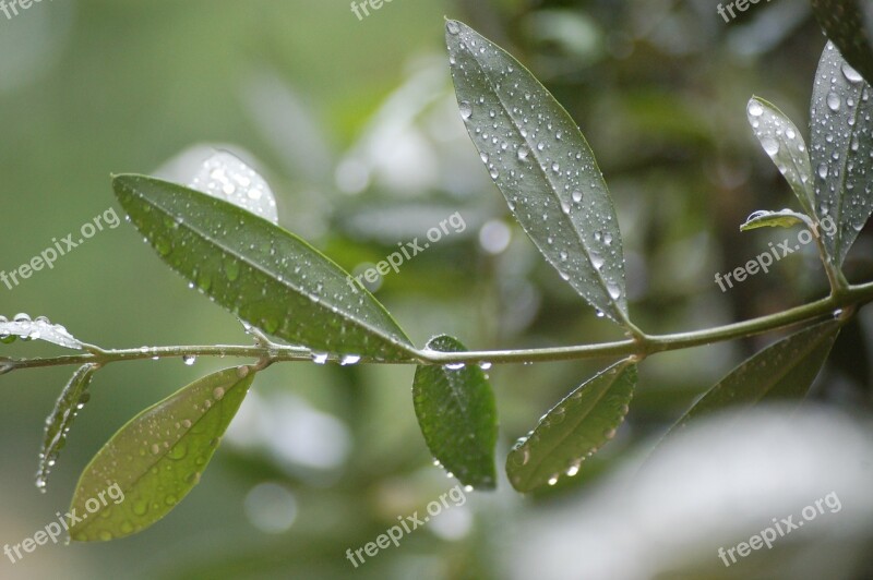 Puglia Olive Tree Oil Free Photos