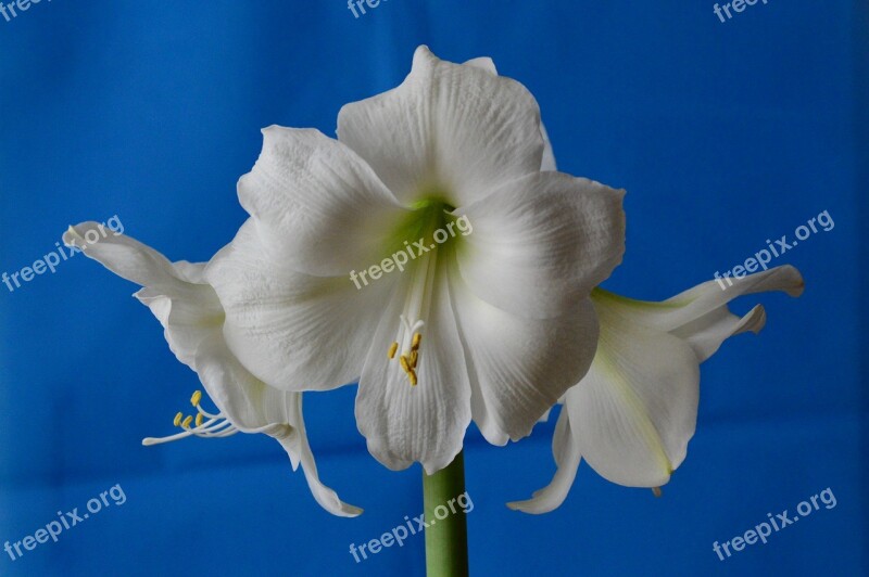 Amaryllis Hippeastrum Amaryllidaceae Flower White Flower