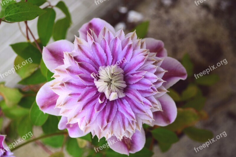 Clematis Josephine Climber Double Pink