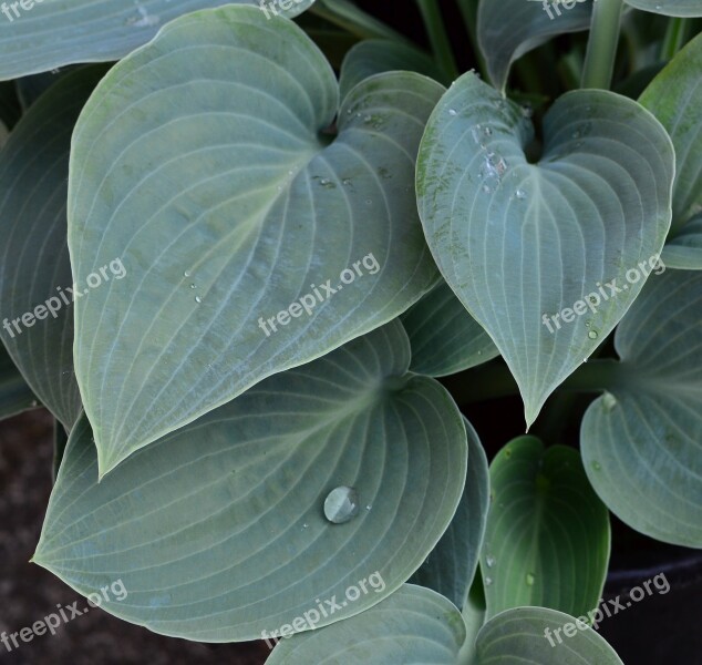 Plantain Lily Hosta Big Daddy Green Leaf