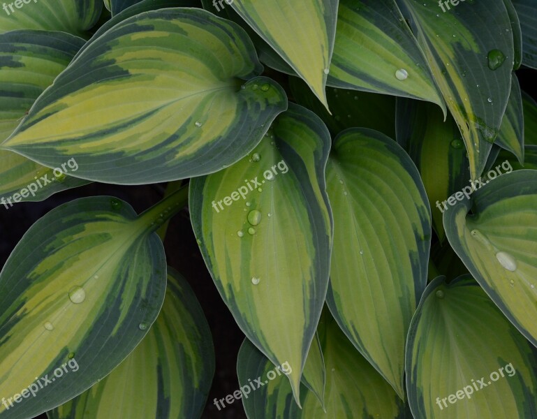 Plantain Lily Hosta Tardinia 'june Golden Green Leaf