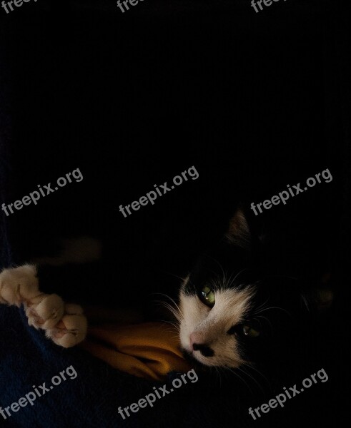 Cat Domestic Animal Nap Comfort Black Background