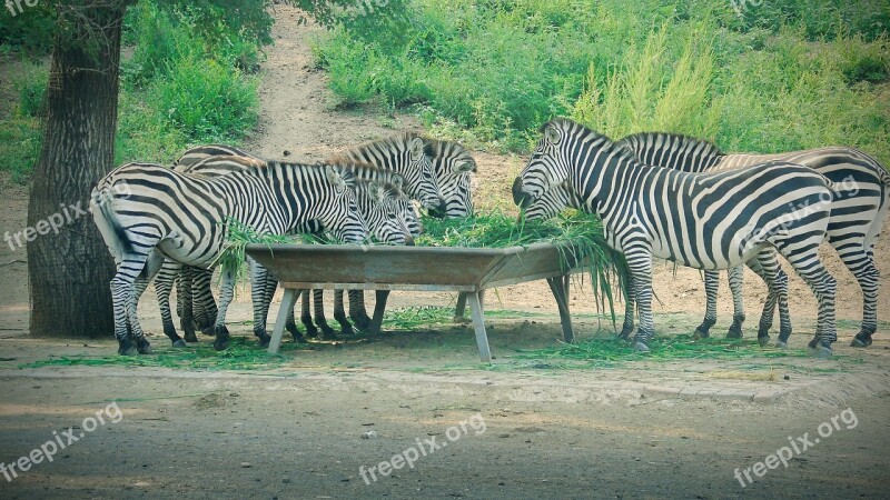 Zebra Animal Herbivorous Flocks Of Zoo