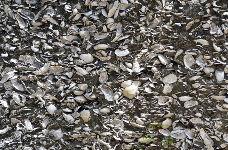 Wall Background Backdrop Shells Historic