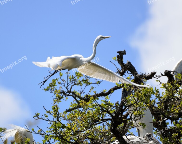 White Heron Heron Egret Bird Nesting