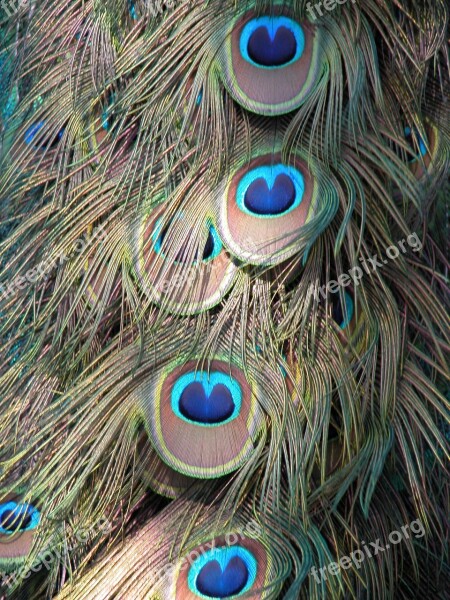 Peacock Feathers Background Pattern Shapes