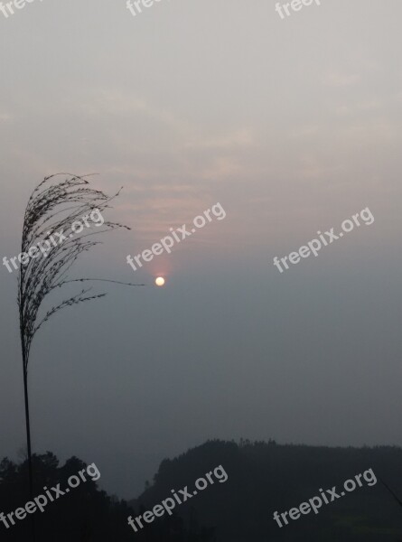 Sunset Reed The Scenery Twilight Dark