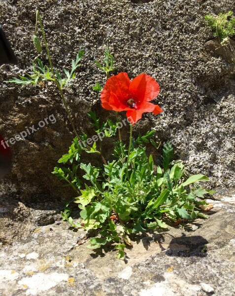 Poppy Flower Red Field Summer