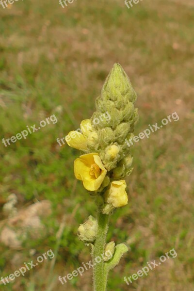 Mullein Close Up Blossom Bloom Macro