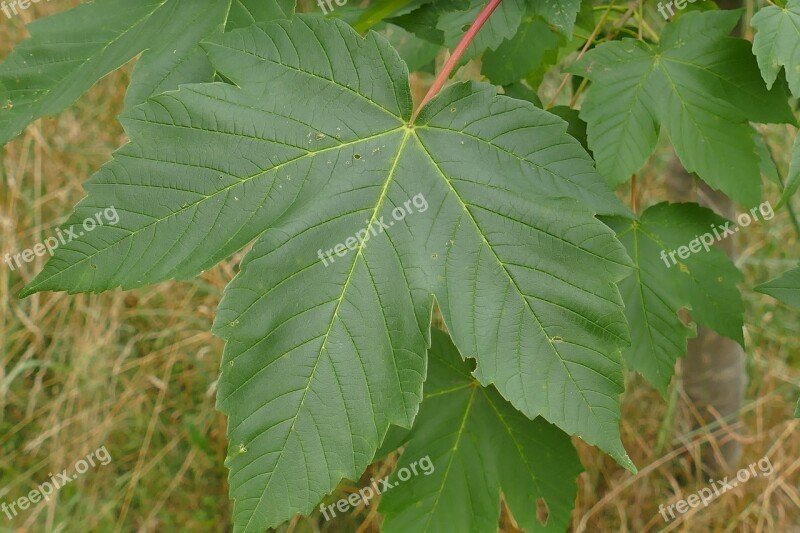 Mountain Maple Close Up Leaf Landscape Nature