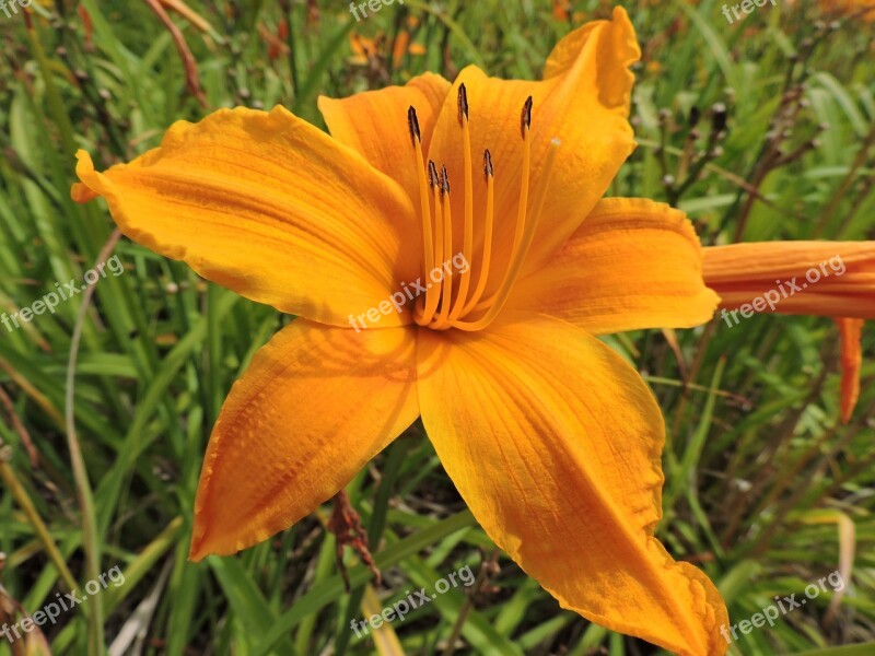 Lily Yellow Bloom Flower Stamp Nature