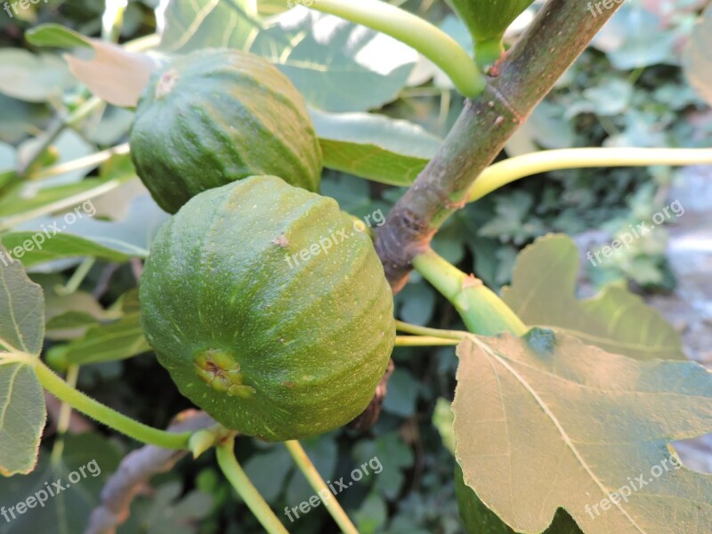 Figs Green Real Coward Fruit Fig Tree