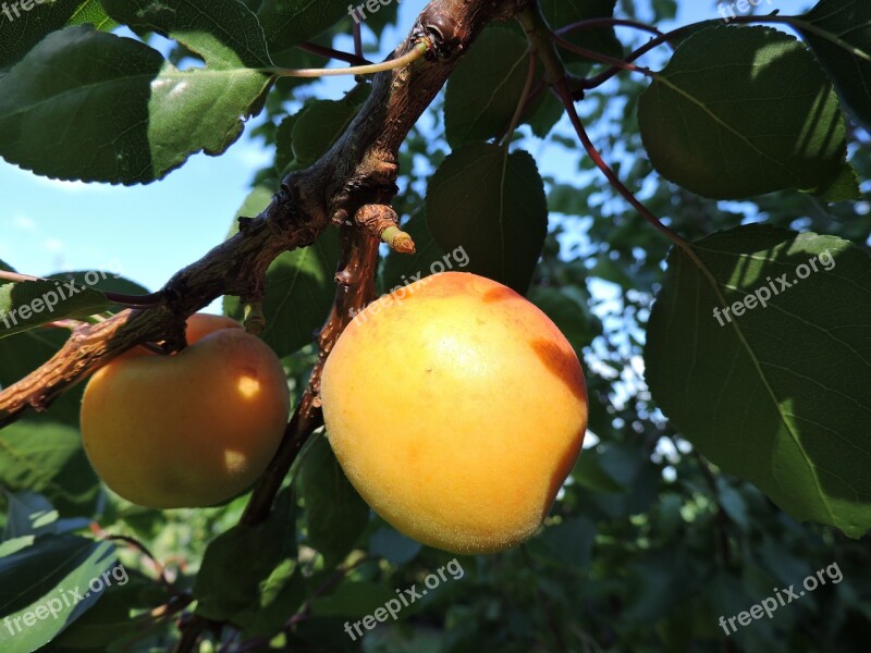 Apricot Wachau Yellow Fruit Free Photos