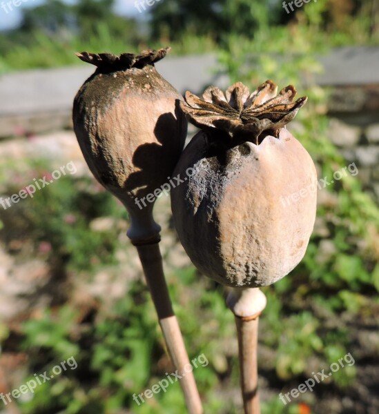 Poppy Encapsulate Dry Mohngewaechs Klatschmohn