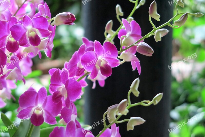 Orchid Flowers Exotic Asia Exotic Flowers