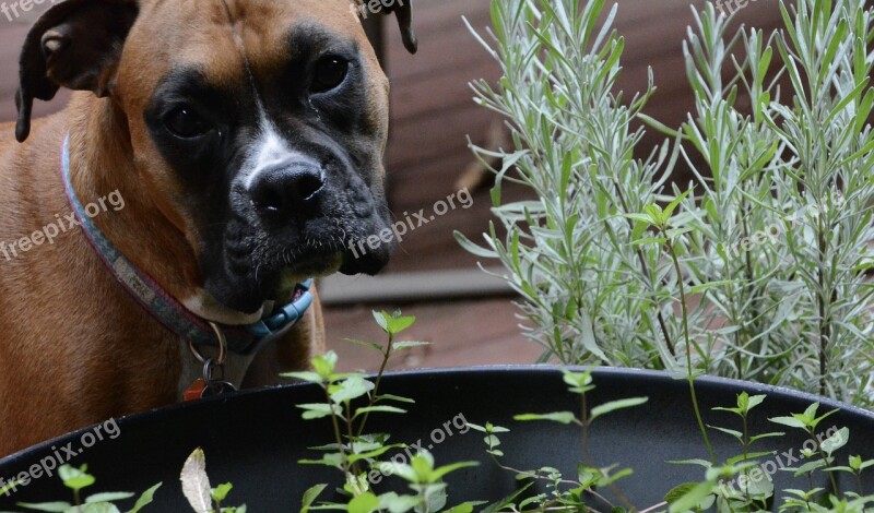 Dog Boxer Lavender Animal Boxer Dog