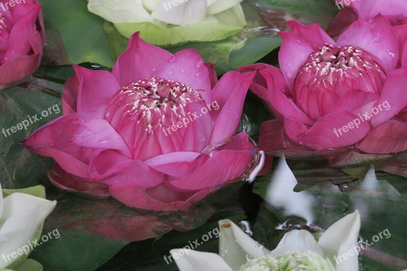 Lotus Flower Aquatic Plant Zen Serenity