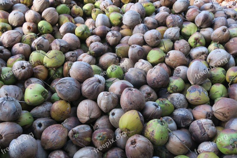 Coconut Exotic Fruits Free Photos