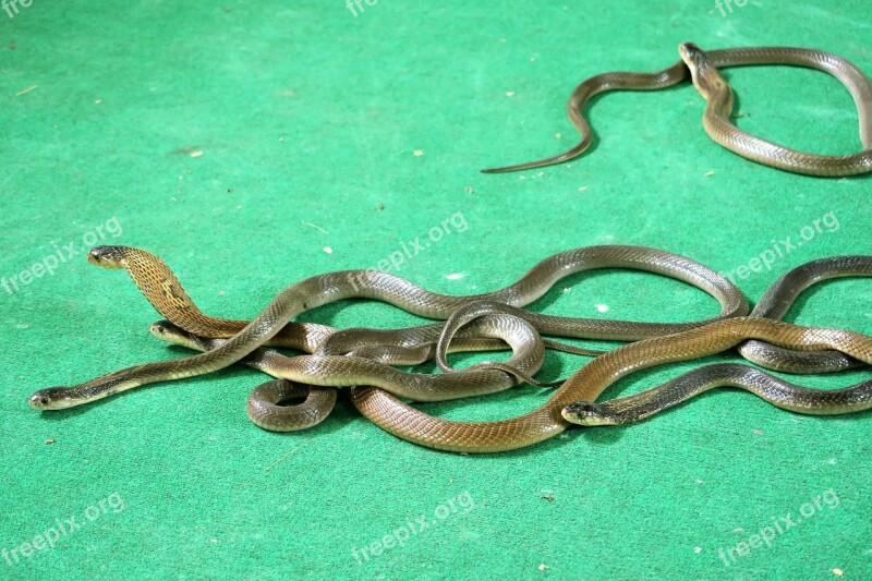 Cobras Snakes Tourist Animation Free Photos