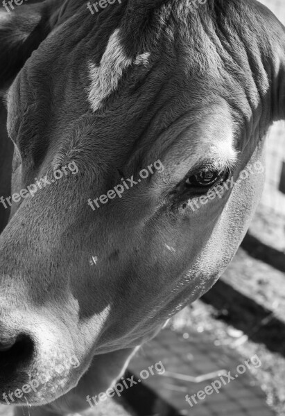 Cow Black And White Farm Farming Animal