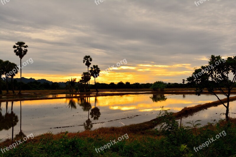 Sunset Sugar Palm Silhouettes Evening Sun Rise