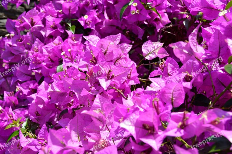 Sea Of Flowers Flowers Botanical Garden Purple Violet