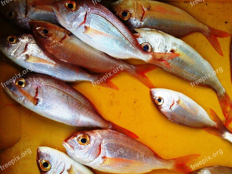 Fish Fish Stall Still Life Fish Market Italy