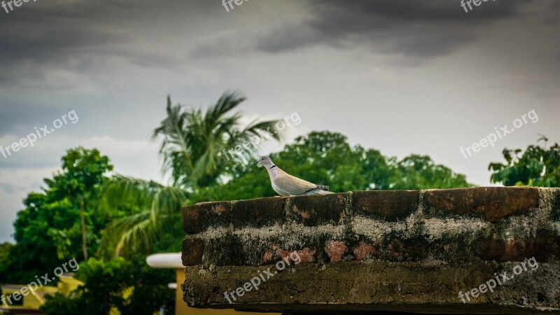 Bird Dove Roof Nature Freedom