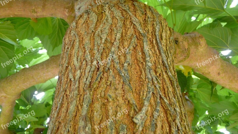 Plane Tree Nature Brown Branches Tree