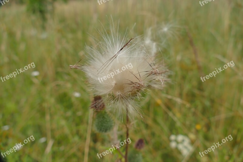 Diestel Seeds Close Up Plant Nature Macro