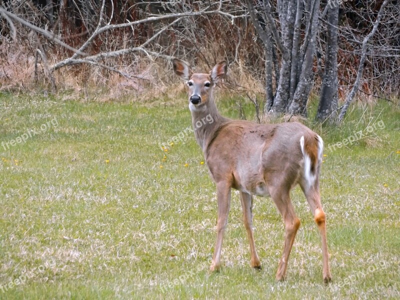 Doe Wildlife Deer Animal Fauna