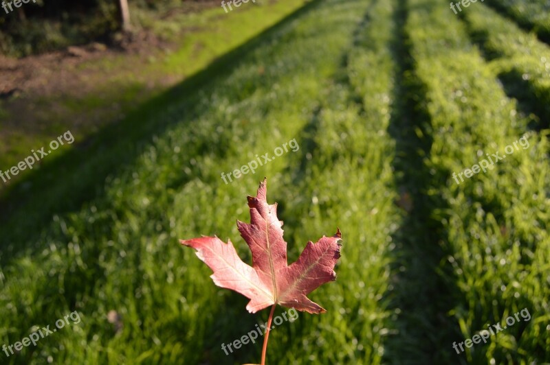 Sheet Red Grass Green Autumn Leaves