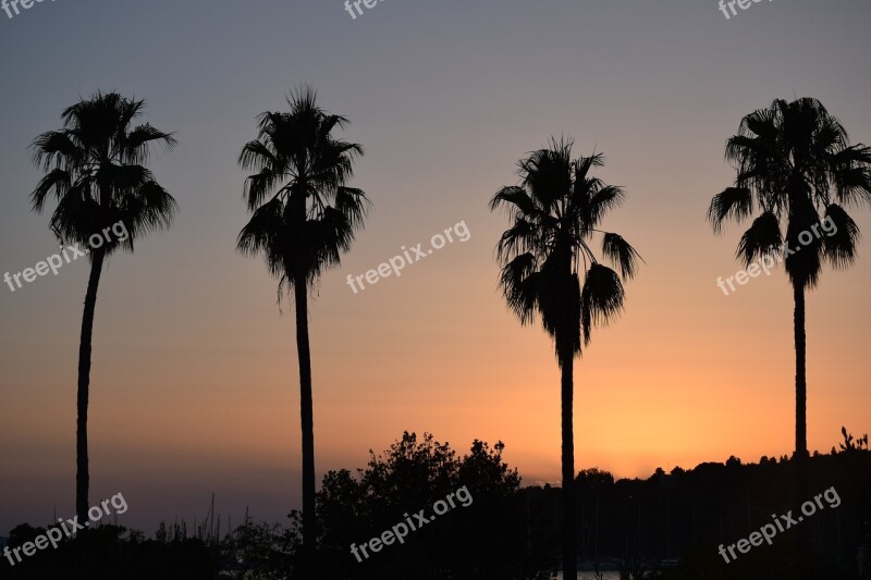 Sunset Palms Summer Croatia Hvar