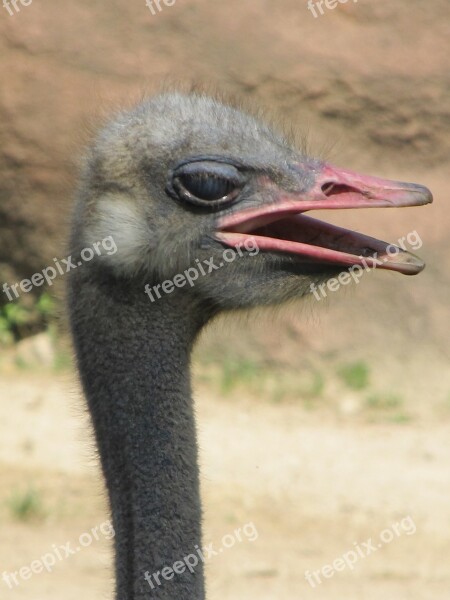 Ostrich Bird Head Beak Neck