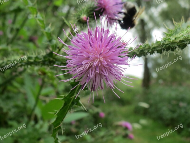 Thistle Nature Flower Bloom Spines