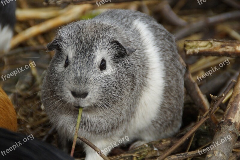 Guinea Pig Cute Rodent Pet Small Animal