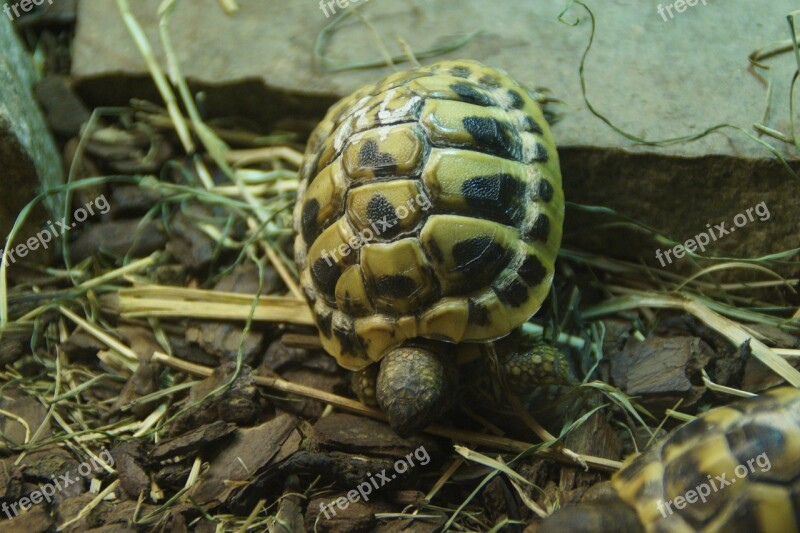 Greek Tortoise Turtle Tortoise Animal Juvenile